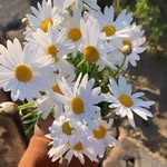 Issy - @isabella_boltonluv - Instagram