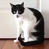 Isabella - @isabellaborg_ - TikTok