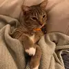 Isabel brewster - @isabellb12345 - TikTok