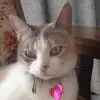 Isabella Cherry  - @kittycatlover530 - TikTok