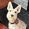 Bella - @isabella.combs6 - TikTok