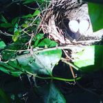 Lillyana Isabella denton - @yeet_girll - Instagram