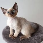 Devon Rex Isabella - @devon_rex_isabella - Instagram