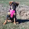 isabelle dodson - @bestdog19 - TikTok