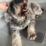 Isabella Doyle - @isabelladoyle932 - Instagram