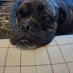 Isabella Doyle - @ilovehorsesandharrypotter - Instagram