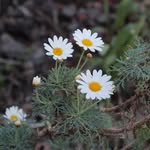 Isabella Doyle - @idp_studios_ - Instagram
