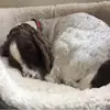 Isabella doyle - @issy.doyle5 - TikTok