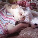 Tinkerbella Isabella Eckert - @misstinkerbellaisabella - Instagram