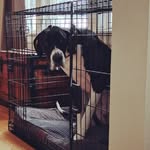 Lady Isabella Hill-Eldridge - @lady_izzy_the_great_dane - Instagram