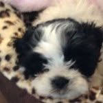Mia Isabella Eldridge - @epic_volleyball_player - Instagram