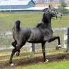 Isabella Gray - @isabella_horsesforever - TikTok
