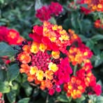 Isabella Hess - Facebook