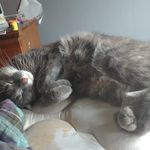 Isabella Rivera Kline - @kittywhiskers12355 - Instagram
