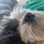 Isabelle Noschang Knapp - @noschangknapp - Instagram