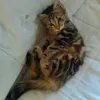 Isabella Laviola - @isabellalaviola1 - TikTok