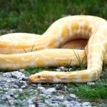 👻isabella luongo🐍 - @i_love_animals12345 - Instagram