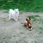 Isabella mack - @precsiouspuppys - Instagram