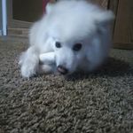 Isabella mack uscola - @babby_puppies2.0 - Instagram