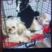 Isabella Mccartney - Facebook
