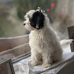 Isabella Morrison - @isabella.paws - Instagram