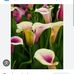 Isabella Porter - Facebook