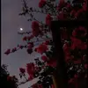 Isabella - @isabella_pyle13 - TikTok