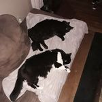 Isabella squires - @beanandqueen - Instagram