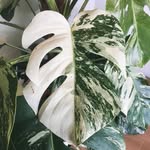 Isabella Xia - @off____greenn - Instagram