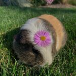 IsabelleAndersen - @piggyphotography123 - Instagram
