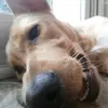 Isabelle Bedard-Smith - @animalloverpetvet - TikTok