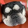 💞🐾💞 - @isabelleblankende - TikTok