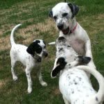 Isabelle Olivia Bliss - @minnie_rayneabelle_thunder - Instagram