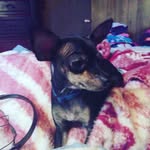 Isabella Bradshaw - @izzythedog22055 - Instagram