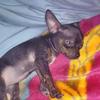 isabella bradshaw - @lilkimthepuppy22 - TikTok