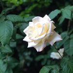 Isabella Bridges Photography - @isabella_bridges_photography - Instagram