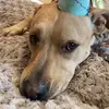 isabellebuckwalter12 - @greta_lover2015 - TikTok