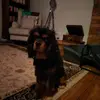 Isabelle Bush - @sillyissy2007 - TikTok