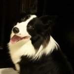 Isabelle Chang - @isabelle_chang_collie - Instagram
