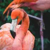 clairisabelle - @clairisabelle - TikTok