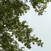isabelle_clement - @isabelle_clement - TikTok