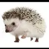 isabelleclement59 - @isabelleclement59 - TikTok
