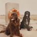 Isabelle Collette - Facebook