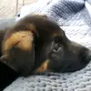 Isabelle Conn - @cookie_dog_izzy - TikTok