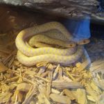 Isabella Dempsey - @bella_the_snakey - Instagram