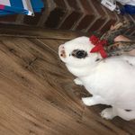 Isabelle Elder - @_rabbits_are_cute_ - Instagram