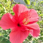 Isabelle Germain - @ggermain1956 - Instagram