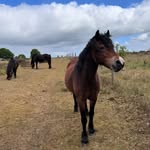 Isabelle O'Grady - @isabelle_ogrady_and_the_ponies - Instagram