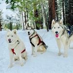 Isabelle Hill - @huskypaq - Instagram