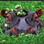 Isabelle Holmes - @saving_wild_life - Instagram